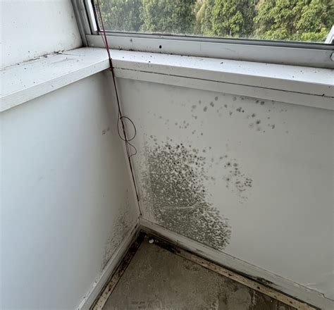 Got mould? Here’s what you need to know (and what to do about it