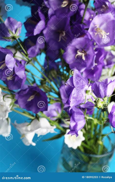 Fresh Bouquet of Blue and White Bell Flowers Stock Image - Image of beauty, fresh: 18095203