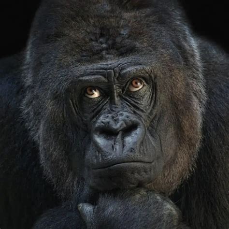 Chimpanzee vs Gorilla: What's The Difference?