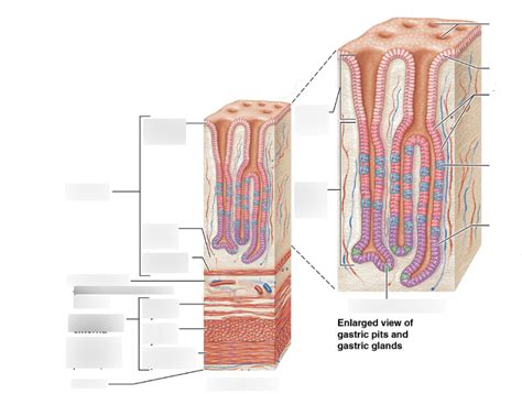 Stomach Mucosa And Gastric Glands Diagram Diagram Quizlet