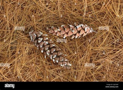 Two cones of eastern white pine (Pinus strobus) on the ground with ...