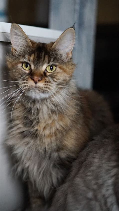 Kotka Kamala Maine Coon Do Adopcji P Atnej Krak W Bie An W Prokocim