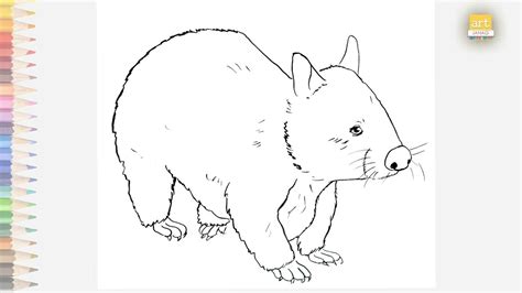 Wombat Drawing How To Draw A Wombat Youtube