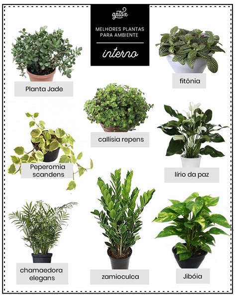 As Melhores Plantas Para Ambientes Internos Confira Essas Dicas Artofit