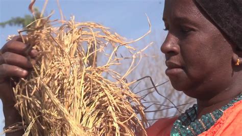 The R4 Rural Resilience Initiative In Senegal Youtube