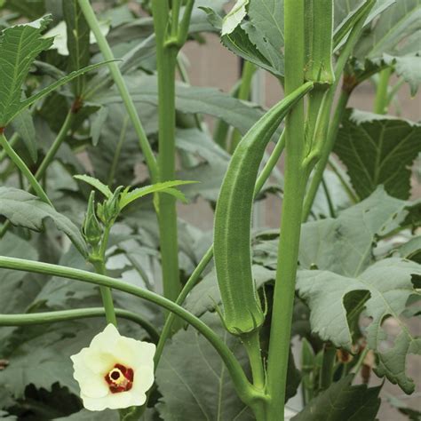 Okra Seeds Super Bhindi