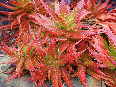 Aloe Dorotheae Sunset Aloe World Of Succulents