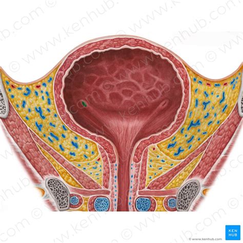 Harnblase Und Harnr Hre Anatomie Kenhub