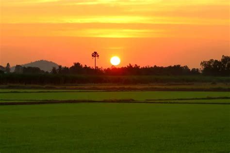 Rice field sunset Stock Photos, Royalty Free Rice field sunset Images | Depositphotos