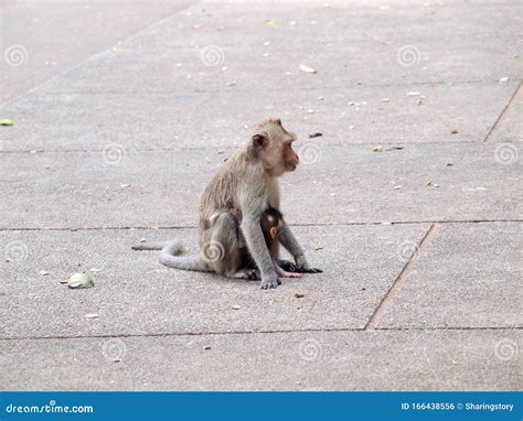 Thinking Monkey Closeup Stock Photo Image Of Ecology 166438556