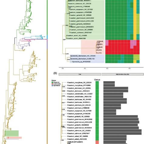 Phylogenomic Tree Of 5 Strains Of Calonectria Ilicicola And 586 Fungal