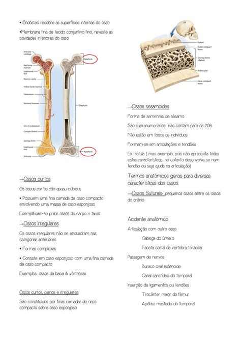 Solution Resumo Sistema Esquel Tico Anatomia Studypool