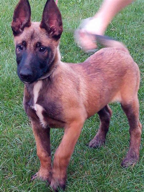 Owczarki Belgijskie Malinois Nisko Olx Pl