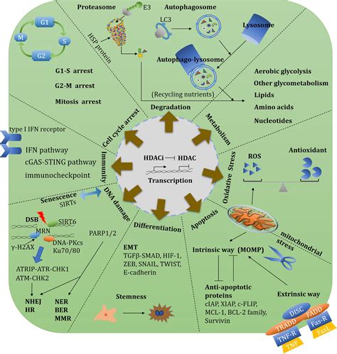 Frontiers The Roles Of Histone Deacetylases And Their Inhibitors In