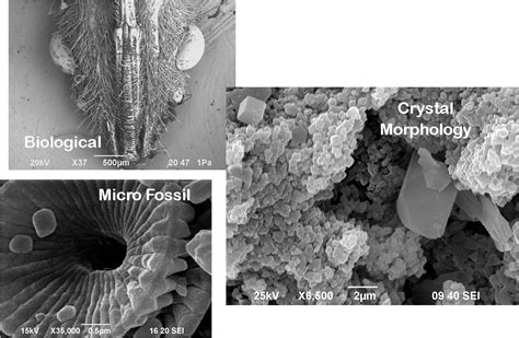 Imaging SE And BSE Micro Analytical Facility