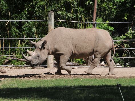 The Online Zoo - Black Rhinoceros