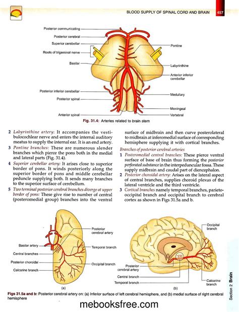 Bd Chaurasias Human Anatomy Volume Head Neck And Bra Flickr