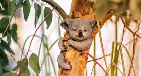 Where can you find koalas in their natural habitat?