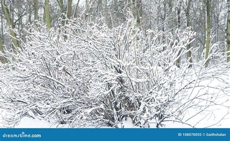 Rvores Congeladas Neve Na Neve Da Rvore No Parque Imagem De Stock