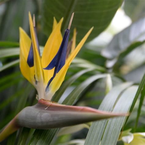 How To Divide Bird Of Paradise Grow More Or Gift Your Cuttings