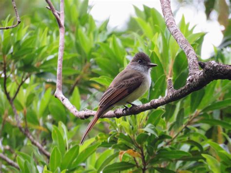 Identifying Costa Rica Birds