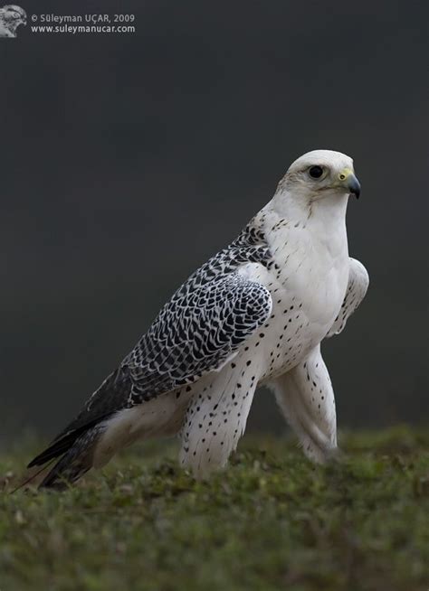 837 best images about Falconry on Pinterest | Peregrine falcon, Hunters and Raptors