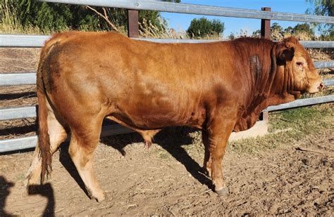 Lot 19 1 Stud Bull Auctionsplus