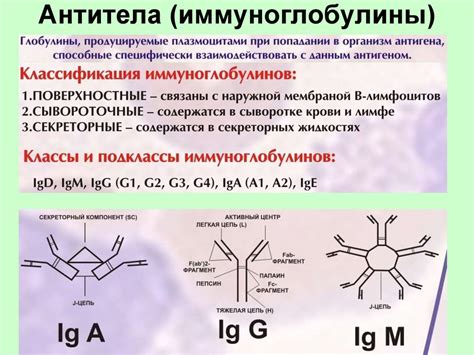 Серологическая диагностика, реакции - презентация онлайн