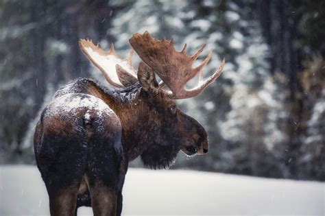 How to Ethically Photograph Wildlife in Jasper National Park | Tourism ...