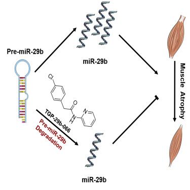 Identification Of A Novel Small Molecule Inhibitor Of Mir B