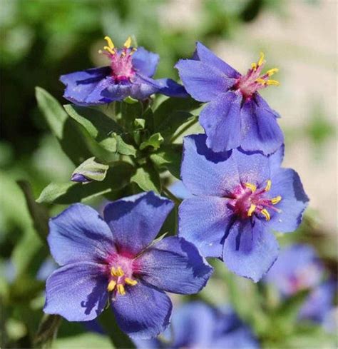 Blue Pimpernel Seeds Annual Flowers1000 Seeds