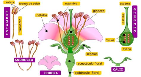 Polen Bajo El Microscopio