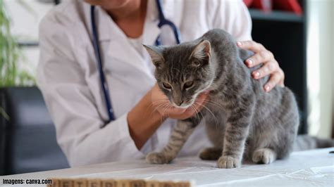 Doen As De Gatos Mais Comuns Causas E Tratamentos