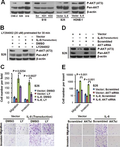 Il Promotes Npc Cell Migration And Invasion Through Akt Activation