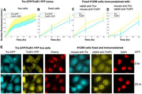 Both Tagged And Wild Type Trx And Trxr Accumulate In The Nucleus Upon