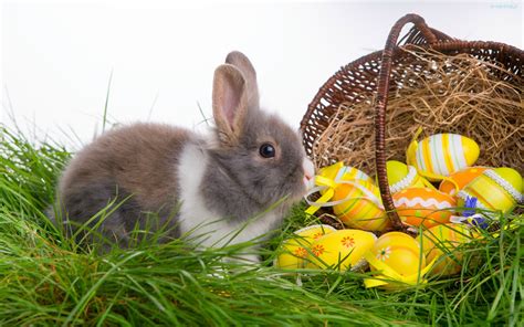 Siano Kosz Królik Pisanki Wielkanoc Trawa