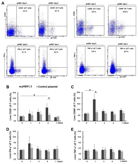 Increase In Liver T Cells With Concurrent Augmentation Of Ifn