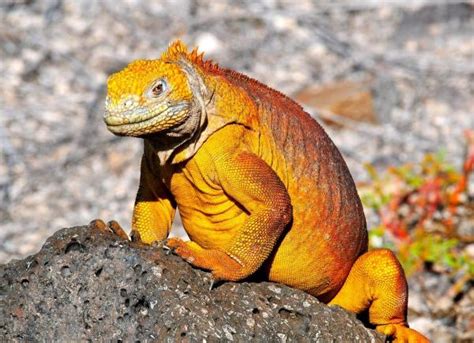 LES PLUS GRANDS LÉZARDS DU MONDE 16 NOMS et PHOTOS