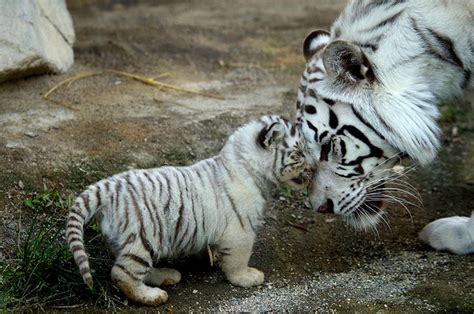 【ゴールデンウィーク】東武動物公園、稀少なホワイトタイガーの赤ちゃん公開 1枚目の写真・画像 レスポンス（responsejp）