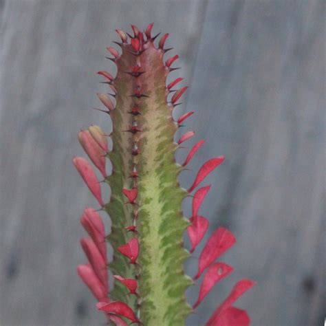 Euphorbia Trigona Rubra African Milk Tree Red Easy Succulents