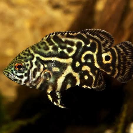 Jual Oscar Batik Ikan Hias Predator Fish Kota Depok Babeh Shop