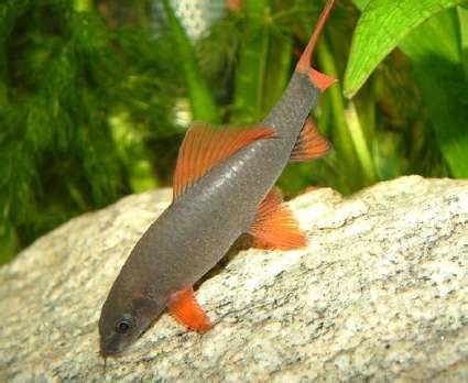 LABEO FRENATUS- epalzeorhynchos frenatum - Poissons exotiques (VENTE MAGASIN UNIQUEMENT ...