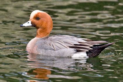 Eurasian Wigeon Pictures and Photos - Photography - Bird | Wildlife ...