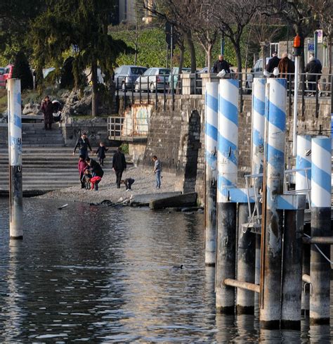 Lago Di Como Carenza Cronica Dacqua E Lindustria Ittica Rischia La