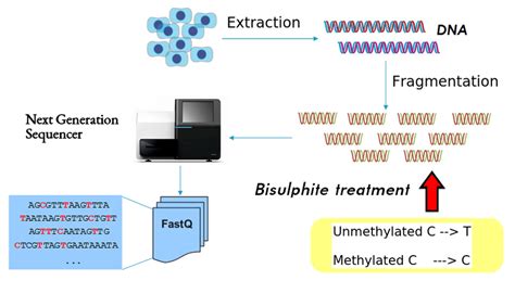 Bisulfite Sequencing Process Of A Single Biological Sample After Dna