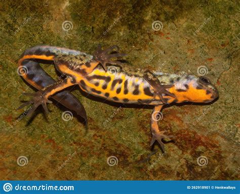 Closeup On A Colorful Male Japanese Fire Bellied Newt Cynops