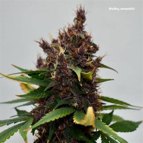 Imperium X Strain Info Imperium X Weed By Anesia Seeds Growdiaries