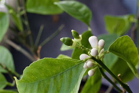 Meyer Lemon Tree Care 101: Outdoors and In Containers - Food Gardening ...