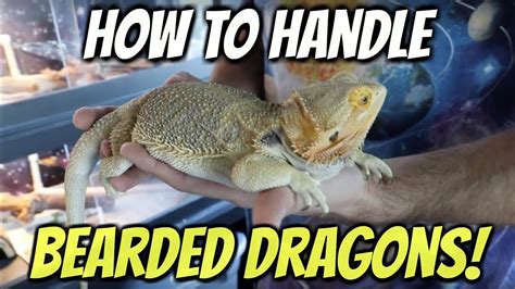 How To Handle Bearded Dragons Youtube