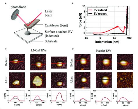 Atomic Force Microscopy AFM Of Extracellular Vesicle EV Samples